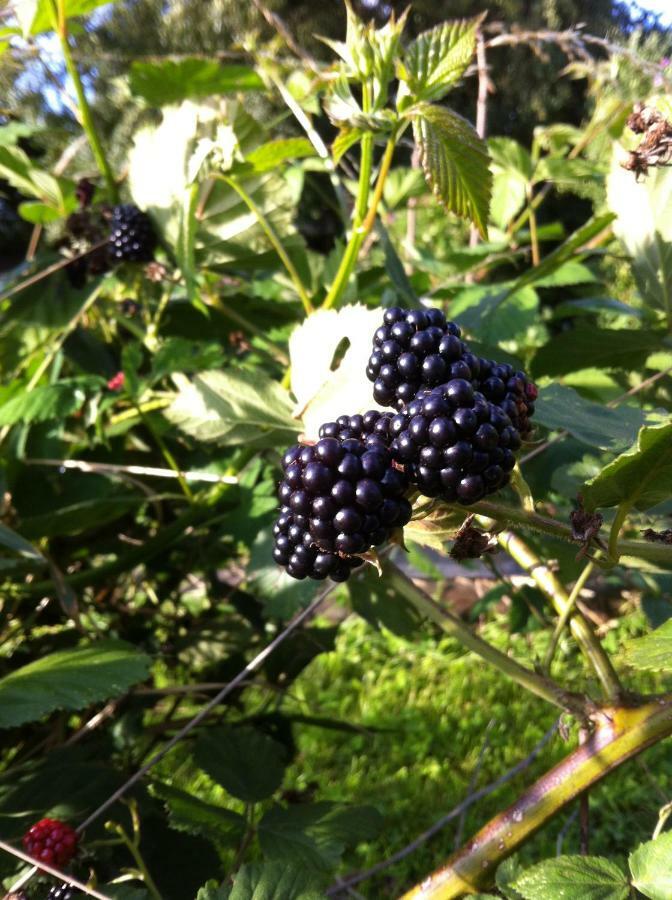 Gite Nature Le Moulin Vitrac-sur-Montane 외부 사진